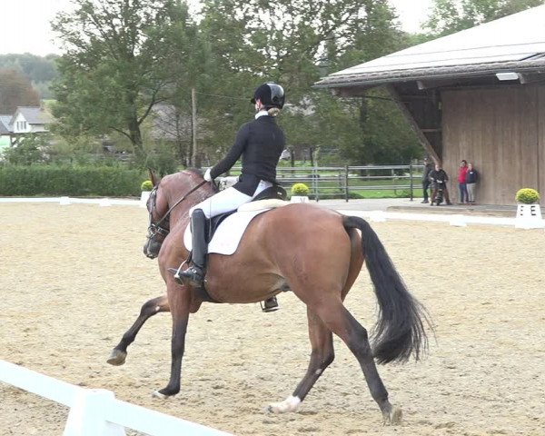 Reitturnier Deitingen 2019