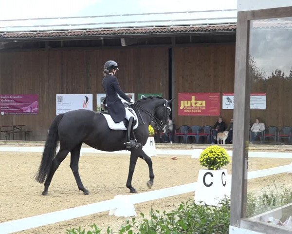 Reitturnier Deitingen 2019