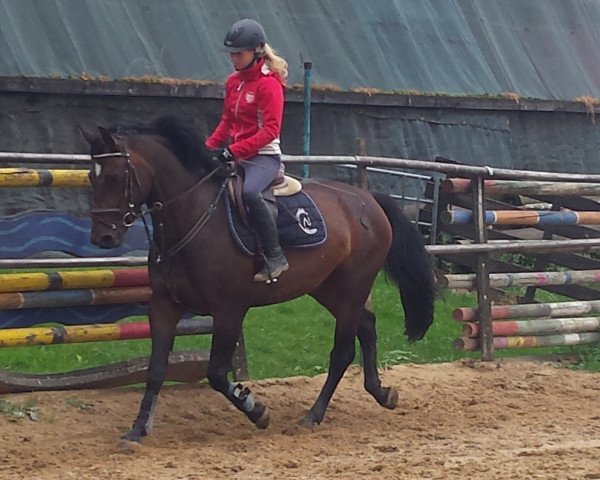 broodmare Anni (Sachs-door. Heavy Warmbl., 2012, from Veritas)