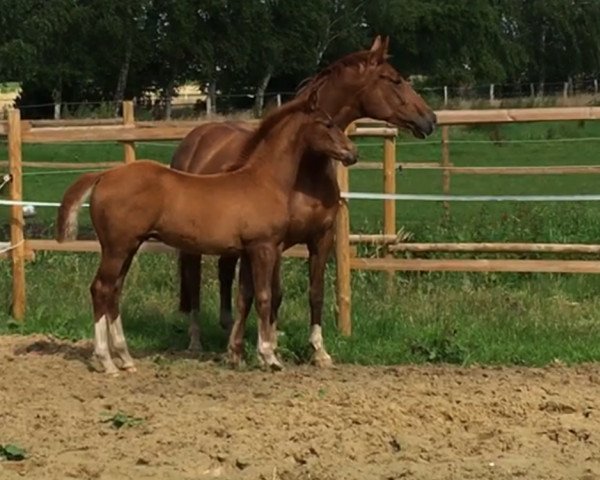 horse Farley (Hanoverian, 2016, from Tannenhof's Fahrenheit)