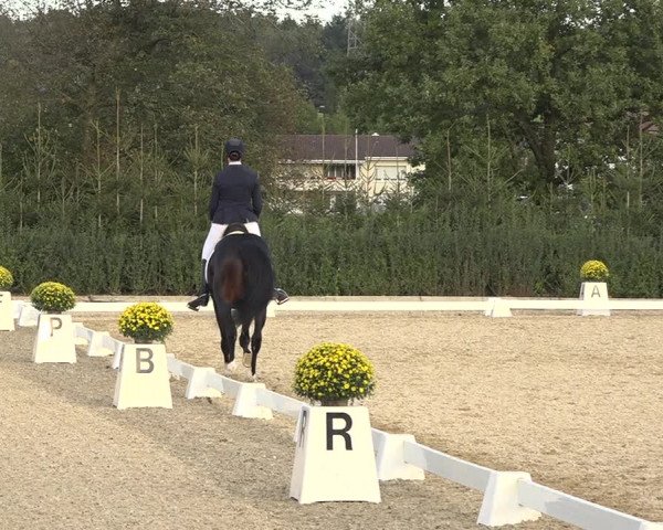 Reitturnier Deitingen 2019
