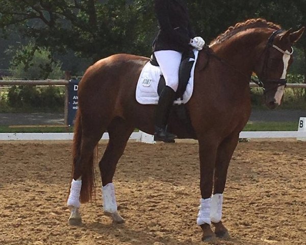 dressage horse Rubyana (Hanoverian, 2010, from Rotspon)