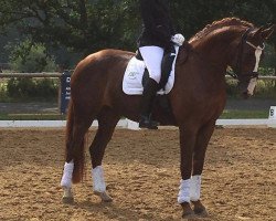 dressage horse Rubyana (Hanoverian, 2010, from Rotspon)