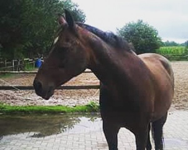 horse Fabienne (German Warmblood, 1993, from Feinbrand DVH 555)