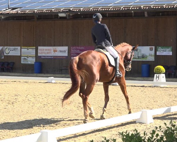 Reitturnier Deitingen 2019