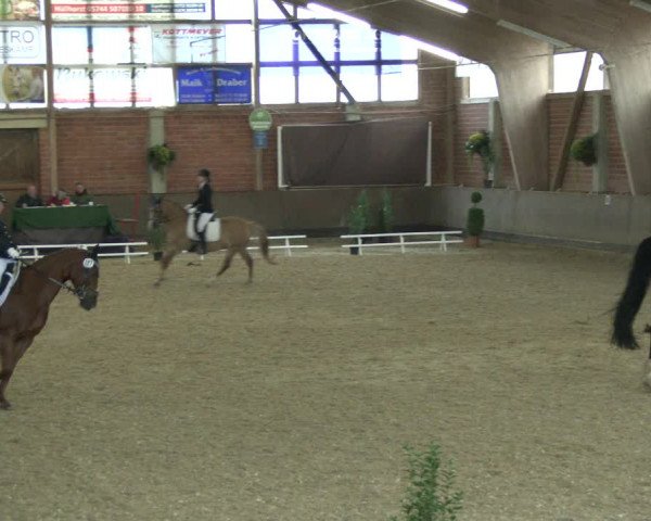 Reitturnier Hüllhorst 2019
