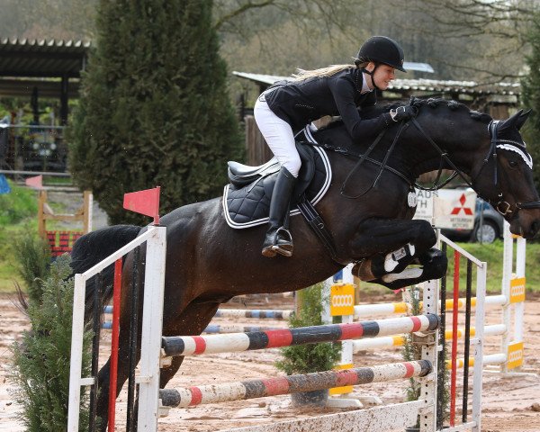 jumper Birkenhof's Souveraen (Oldenburg, 2010, from Sergio Rossi)