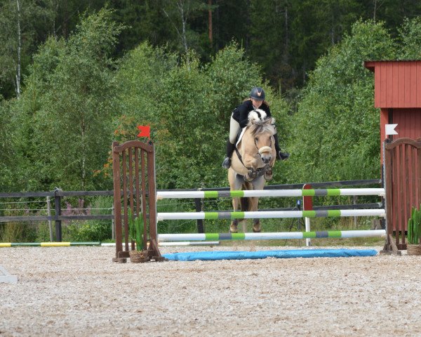 broodmare Chalexia 3575 (Fjord Horse, 2008, from Alexander Lukas)