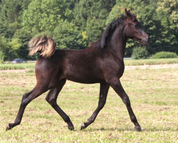 broodmare GH Safana (Arabian purebred, 2016, from Muddassir B' Mehamam)