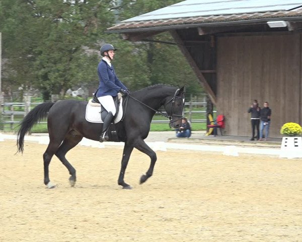 Reitturnier Deitingen 2019