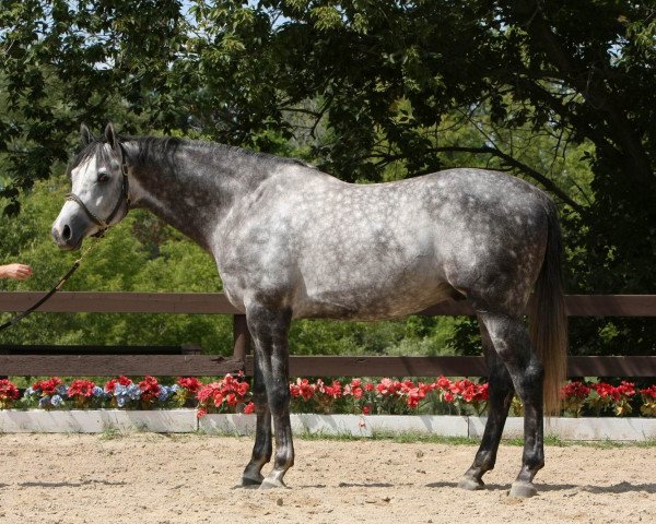 horse Iron Rule (American Warmblood, 2005, from Iron Man)