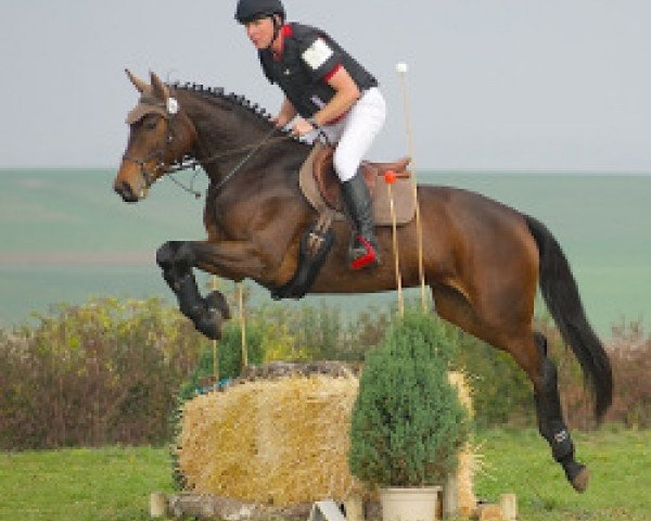 Geländepferd Gräfin Marie Saumur (Württemberger, 2008, von Grafenstolz)