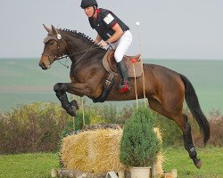 eventing horse Gräfin Marie Saumur (Württemberger, 2008, from Grafenstolz)