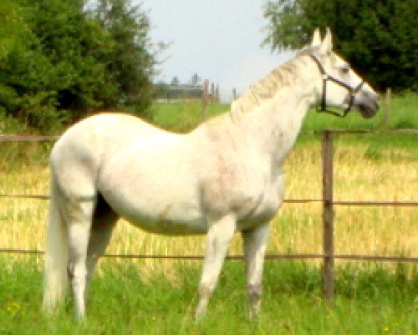 broodmare Halla (Württemberger, 1996, from Heraldik xx) broodmare Halla (Württemberger, 1996, from Heraldik xx)