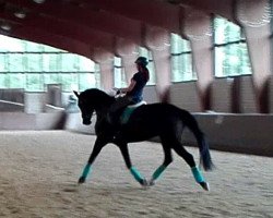 dressage horse Dontaro Cardinale (Westphalian, 2007, from Don Kennedy)