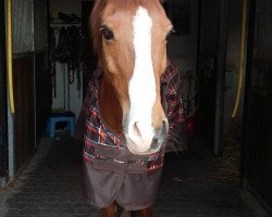 dressage horse Gentleman 120 (New Forest Pony, 1990, from Monday's Moscan)