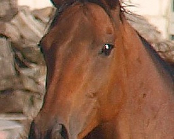 broodmare Ionia xx (Thoroughbred, 2000, from Acatenango xx)