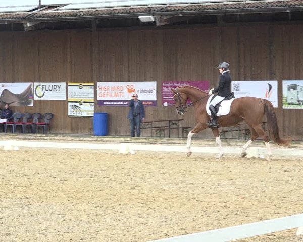 Reitturnier Deitingen 2019