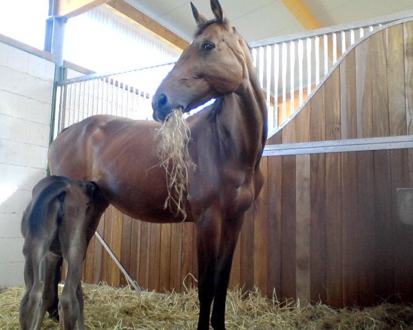 Zuchtstute Butterfly (Westfale, 2000, von Beltain)