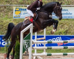 Deckhengst Carl Albert von Perm (Westfale, 2010, von Cocktail Jet)