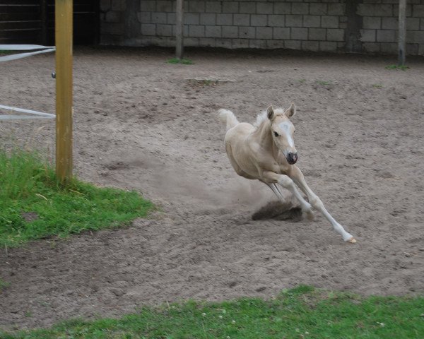 horse A Lucky Star (German Riding Pony, 2016, from A new Star)