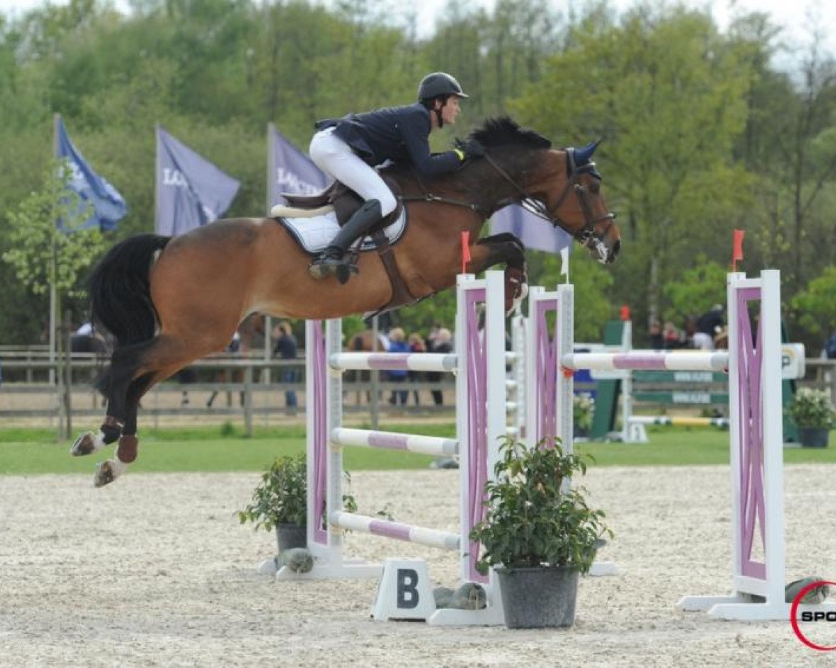 Springpferd Istarr van de Beekhoeve (Belgisches Warmblut, 2008, von Bentley van de Heffinck)