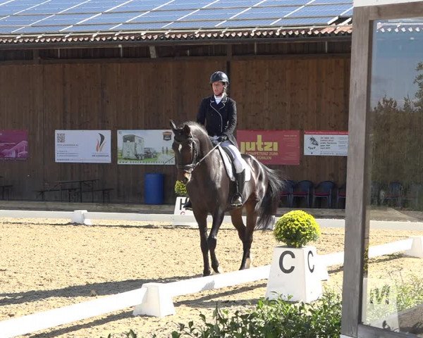 Reitturnier Deitingen 2019