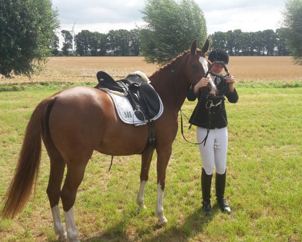 broodmare Dorniks Pretty Lady (German Riding Pony, 2007, from Dornik B)