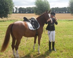 broodmare Dorniks Pretty Lady (German Riding Pony, 2007, from Dornik B)