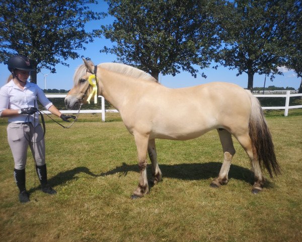 broodmare Neas Fina-Mi 3630 (Fjord Horse, 2015, from Uddas Fenomen) broodmare Neas Fina-Mi 3630 (Fjord Horse, 2015, from Uddas Fenomen)