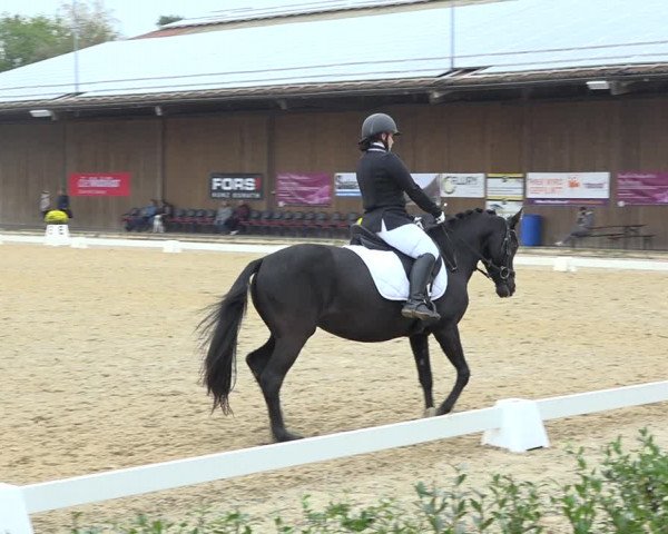 Reitturnier Deitingen 2019