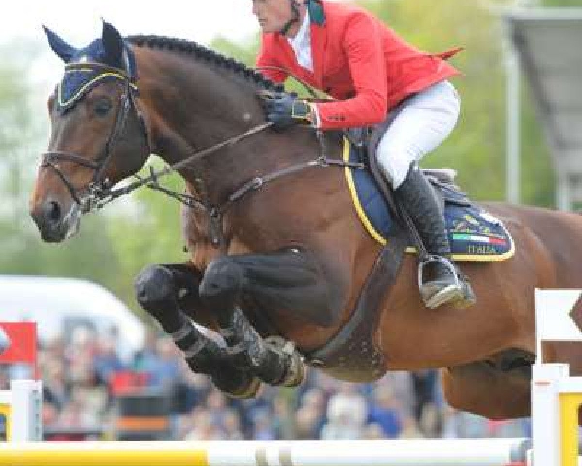 Deckhengst Erco van het Roosakker (Belgisches Warmblut, 2004, von Darco)