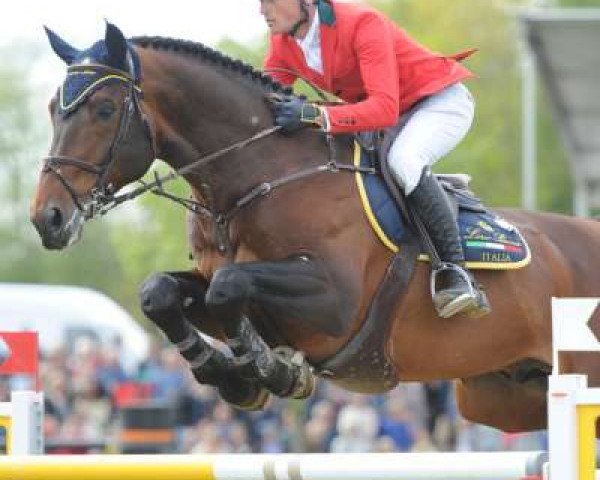 Deckhengst Erco van het Roosakker (Belgisches Warmblut, 2004, von Darco)