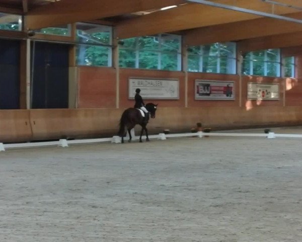 Reitturnier Mönchengladbach-Wickrath 2019