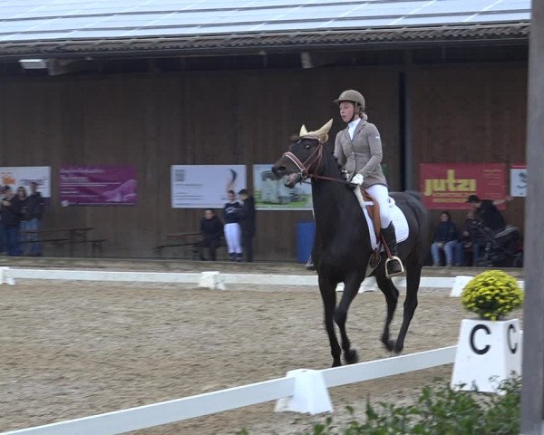Reitturnier Deitingen 2019