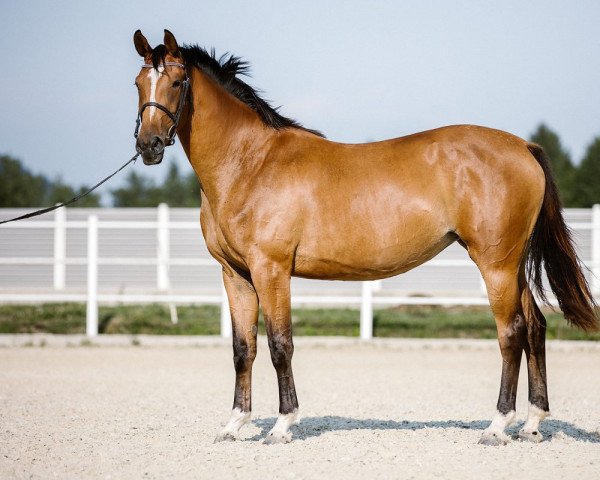 horse Illimité (Selle Français,  , from Big Star)