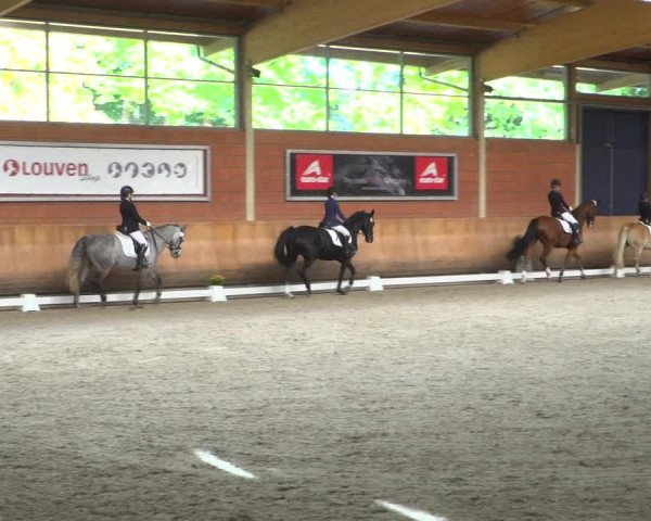 Reitturnier Mönchengladbach-Wickrath 2019