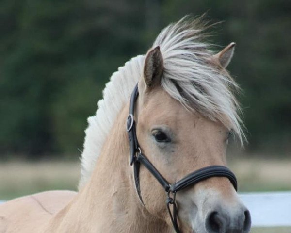 Deckhengst Prinsholm’s Troy (Fjordpferd, 2020, von Tronn Fjording)