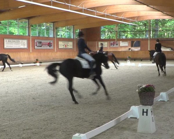 Reitturnier Mönchengladbach-Wickrath 2019