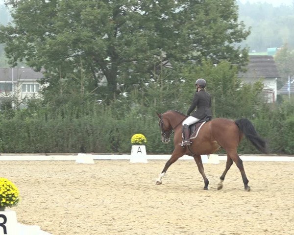 Reitturnier Deitingen 2019