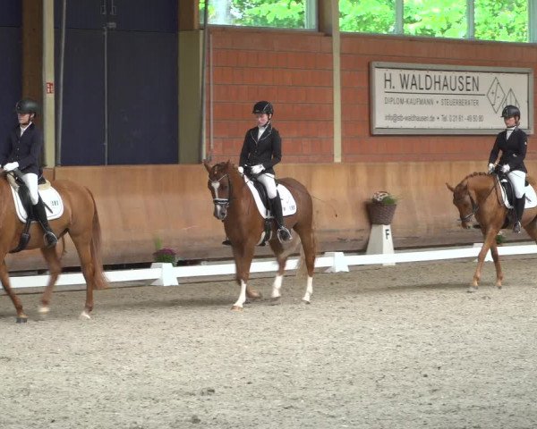 Reitturnier Mönchengladbach-Wickrath 2019
