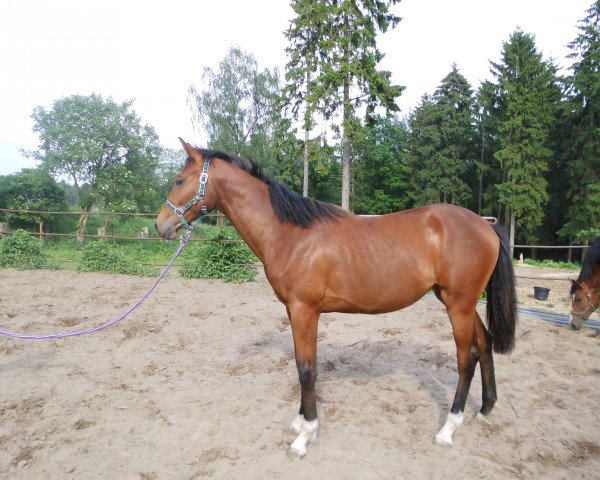 broodmare Jährlingsstute (Holsteiner, 2015, from Connor 48)