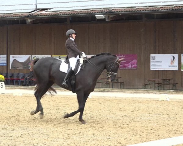Reitturnier Deitingen 2019