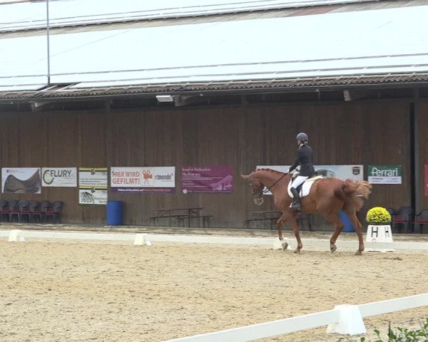 Reitturnier Deitingen 2019