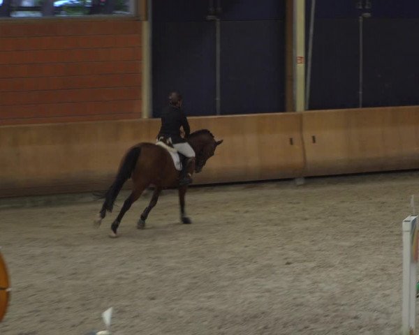 Reitturnier Mönchengladbach-Wickrath 2019