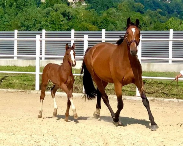 horse Casallino (Selle Français, 2020, from Casall Ask)