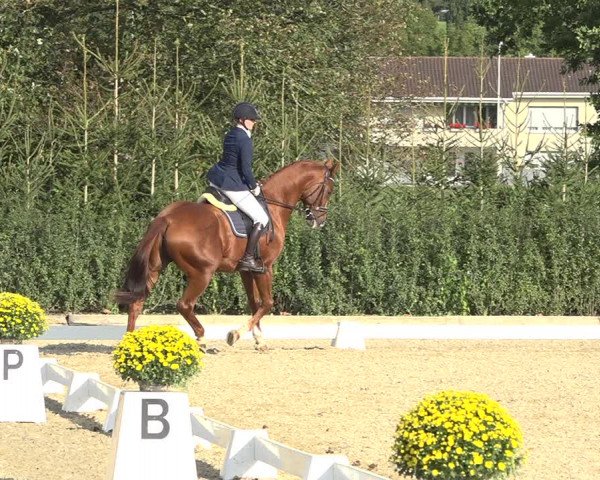 Reitturnier Deitingen 2019