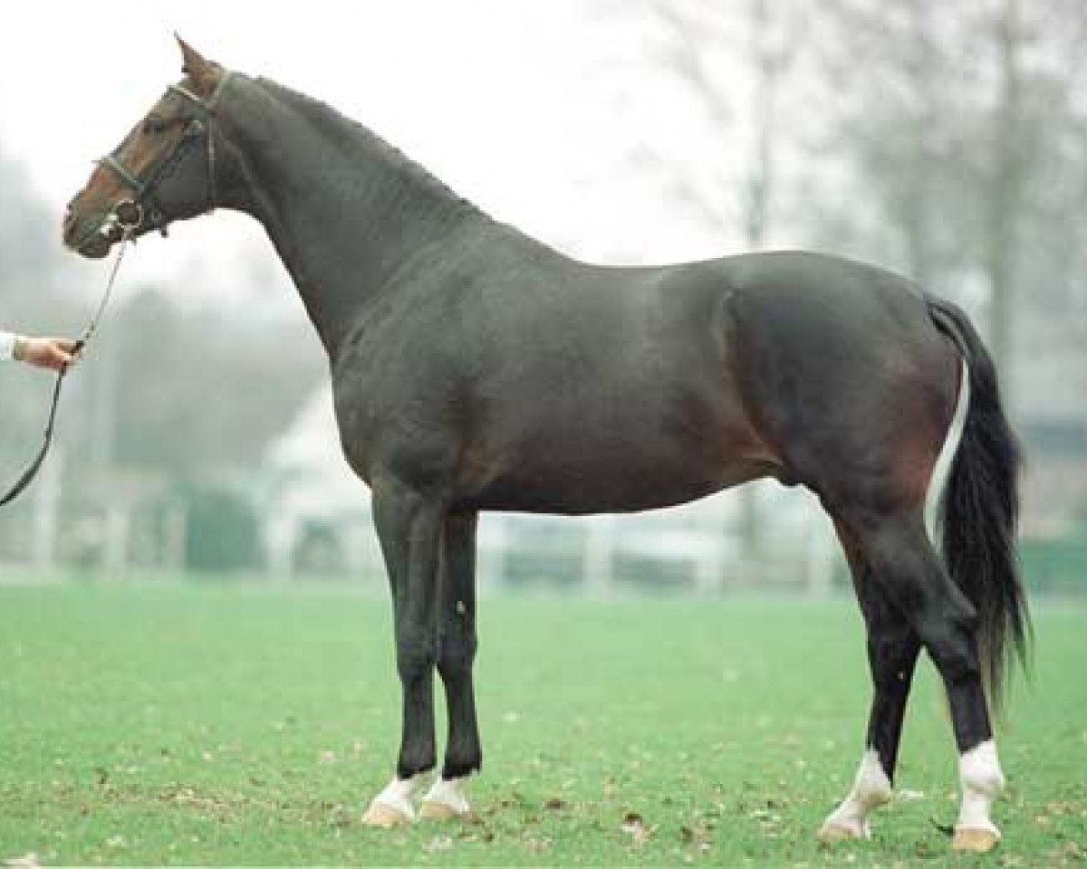 Deckhengst Paddox (KWPN (Niederländisches Warmblut), 1997, von Ferro)