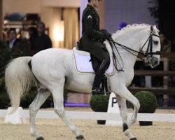 Dressurpferd Signo Dos Pinhais (Lusitano, 1998, von Zique)