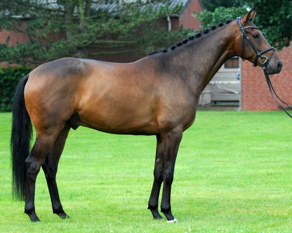 horse Viva Star (Hanoverian, 2012, from Vivaldi)